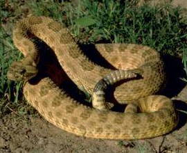 Coiled rattlesnake