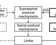 Comparison between feedback and feedforward control system