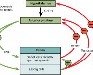 Which system Controls the male reproductive system?