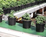 Greenhouse Automation